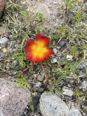 Portulaca fulgens