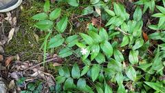 Tripladenia cunninghamii