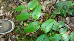 Tripladenia cunninghamii
