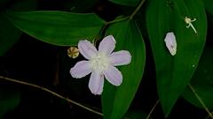 Tripladenia cunninghamii