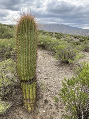 Trichocereus terscheckii