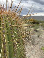Trichocereus terscheckii