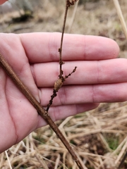 Neolasioptera boehmeriae