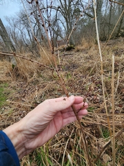 Neolasioptera boehmeriae