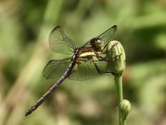 Dasythemis mincki