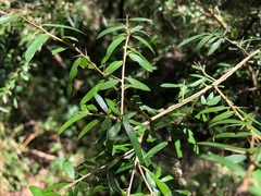Pittosporum viscidum