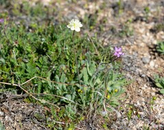 Platystemon californicus
