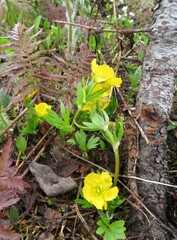 Ranunculus eschscholtzii