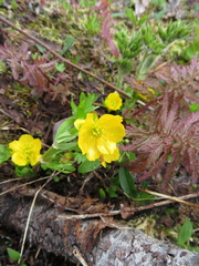 Ranunculus eschscholtzii