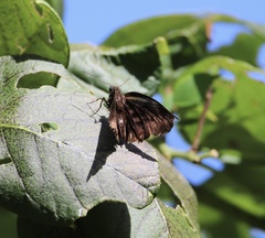 Achlyodes busirus