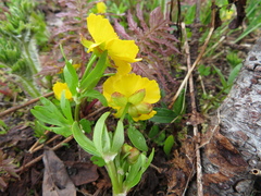 Ranunculus eschscholtzii
