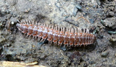 Pseudopolydesmus erasus