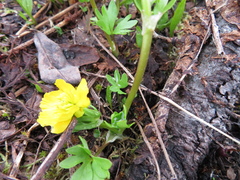 Ranunculus eschscholtzii