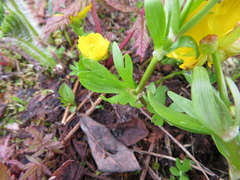 Ranunculus eschscholtzii