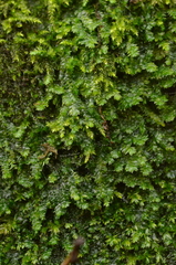 Plagiothecium denticulatum