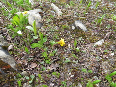 Ranunculus eschscholtzii
