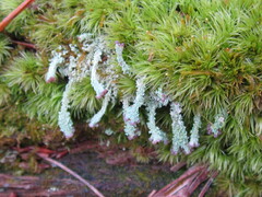 Cladonia parasitica