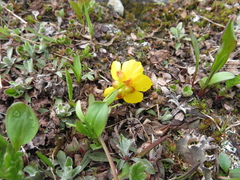 Ranunculus eschscholtzii