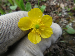 Ranunculus eschscholtzii