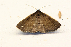Adrapsa ablualis