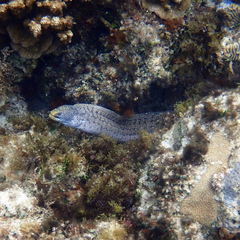 Gymnothorax annasona
