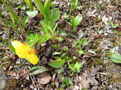 Ranunculus eschscholtzii