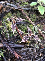 Scoliopus bigelovii