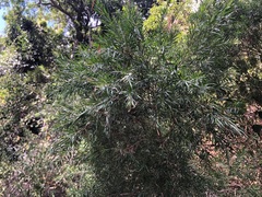 Melaleuca bracteata