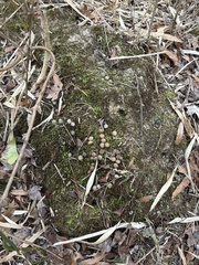 Sylvilagus palustris