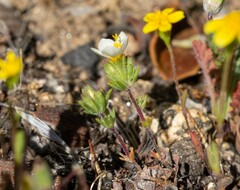 Leptosiphon lemmonii