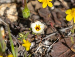 Leptosiphon lemmonii
