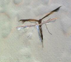Pterophorinae