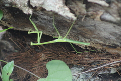 Phasmomantis sumichrasti