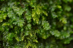 Plagiothecium denticulatum