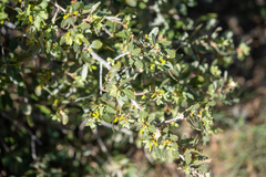 Quercus cornelius-mulleri