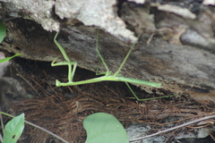 Phasmomantis sumichrasti