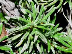 Celmisia laricifolia
