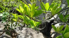 Excoecaria agallocha