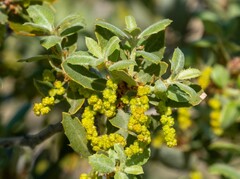 Quercus cornelius-mulleri