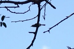 Polioptila albiloris