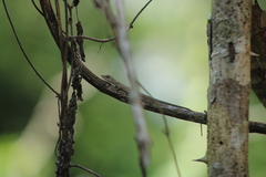 Anolis ustus