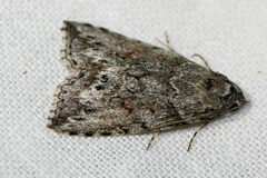Calathusa basicunea