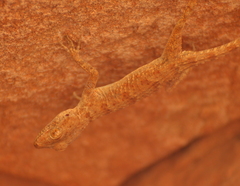 Tenuidactylus turcmenicus