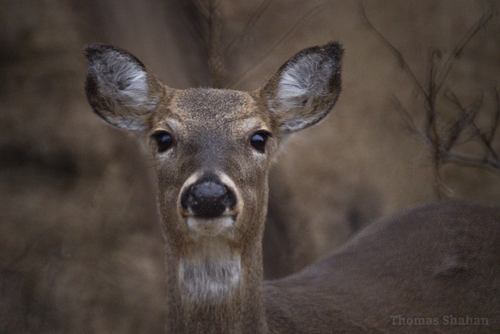 White-tailed Deer photographed in Oklahoma