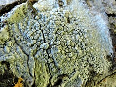 Lecanora carpinea