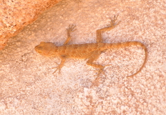 Tenuidactylus turcmenicus