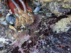 Urticina clandestina