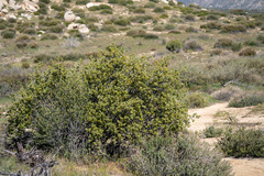 Quercus cornelius-mulleri