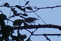 Polioptila albiloris