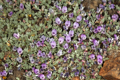 Astragalus kentrophyta tegetarius